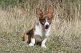 CORGI CARDIGAN 054